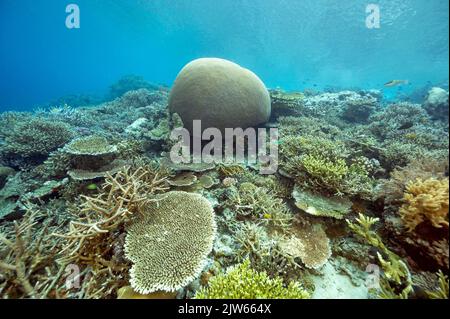 Récif pittoresque avec corail cérébral massif, Raja Ampat Indnonesia. Banque D'Images