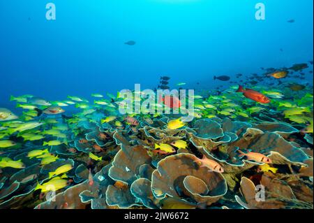 Récif pittoresque avec des escarppers sur des coraux pierreux Raja Ampat Indonésie Banque D'Images
