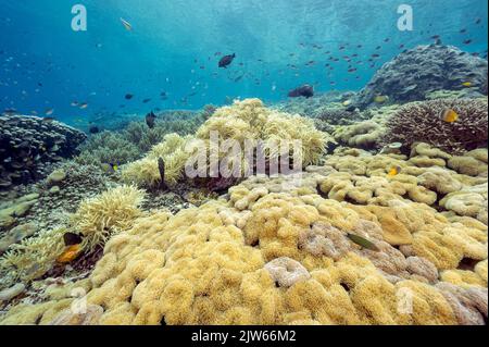 Récif pittoresque avec des coraux doux en cuir, cuir, Sinularia sp., Raja Ampat Indonésie Banque D'Images