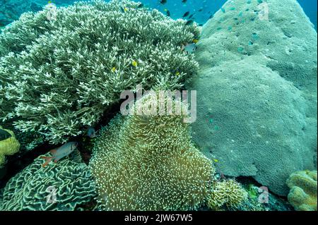 Récif pittoresque avec des coraux durs immaculés et une magnifique anémone de mer, Raja Ampat Indonésie. Banque D'Images