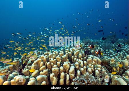 Colonie massive de couleur dure de Pavona clavus avec des anthias et des damsels planant, Raja Ampat Indonésie. Banque D'Images