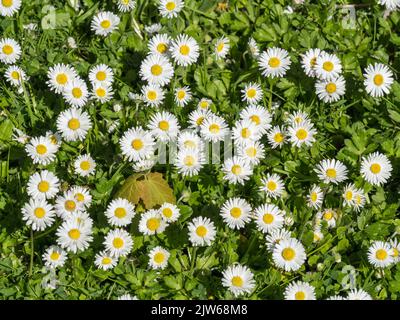 Fleurs de pâquerettes blanches (Bellis Perennis) Banque D'Images