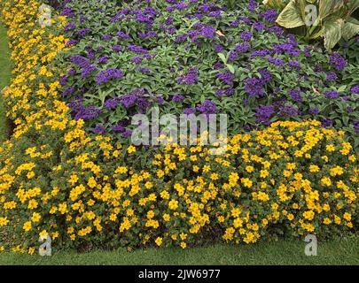 Gros plan sur les fleurs violettes de Heliotropium Scentropia et les fleurs jaunes de Bidens Golden Glory Banque D'Images