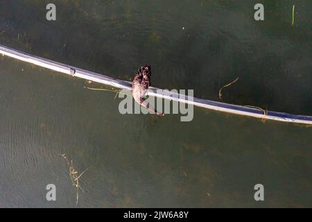 Photographie aérienne d'un drone regardant sur un cygne debout sur un tuyau d'irrigation agricole sur un grand lac dans la région du Conseil municipal de Penrith Banque D'Images