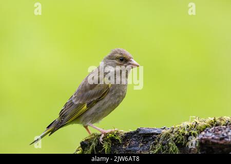 Femelle Greenfinch [ Chloris chloris ] sur souche de mousse Banque D'Images