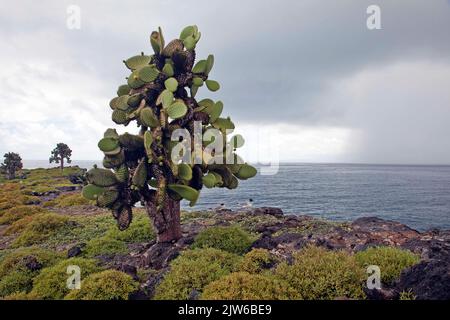 Un magnifique Opuntia, un cactus de poire, sur une rive rocheuse près des eaux calmes de l'océan, Galapagos Banque D'Images