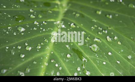 Gros plan des gouttes d'eau de pluie sur le dessus des feuilles de Xanthosoma taioba également connu sous le nom de plante d'éléphant, oreille d'éléphant d'Arrowleaf etc Banque D'Images