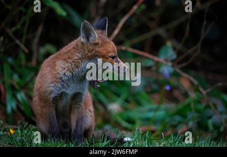 Des petits renards urbains émergent de leur jardin Banque D'Images
