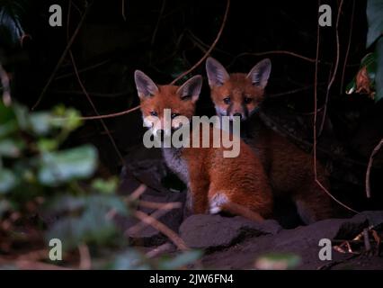Des petits renards urbains émergent de leur jardin Banque D'Images