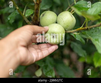 Cueillir des pommes vertes de l'arbre Banque D'Images