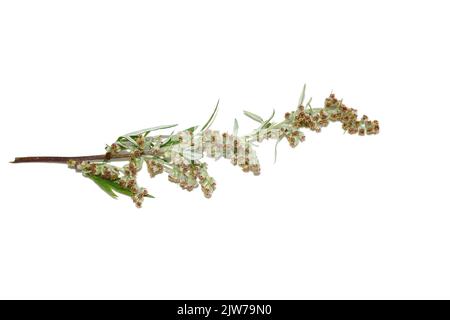 Gros plan sur l'allergène plante commune mugwort Artemisia vulgaris isolé sur fond blanc Banque D'Images