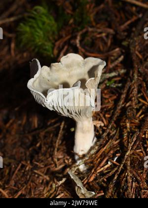 Champignon vert tabouret d'anis Clitocybe odora dans la nature Banque D'Images