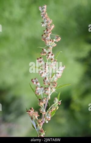 Gros plan sur l'allergène plante commune mugwort, Artemisia vulgaris Banque D'Images