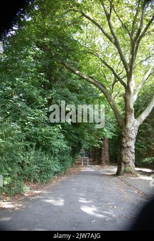 Arbre verdoyant et verdoyant dans le parc de la ville de Witten Banque D'Images