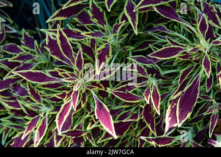 Plantes coleus vibrantes avec feuillage panaché violet et vert dans l'affichage du jardin Banque D'Images