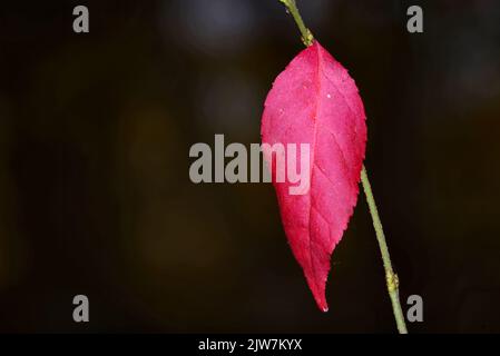 Feuille d'automne rouge solitaire sur fond sombre Banque D'Images