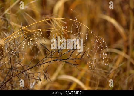 Gouttelettes d'eau dans les herbes sèches de l'automne. Banque D'Images