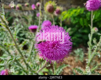 Plantes de bourdon et de chardon en plein air chardon dans le jardin Banque D'Images