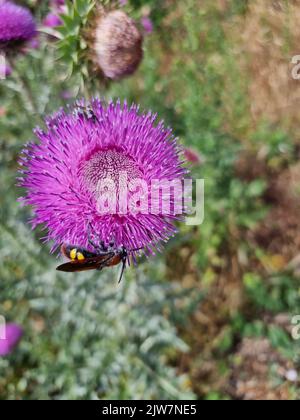 Plantes de bourdon et de chardon en plein air chardon dans le jardin Banque D'Images