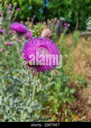 Plantes de bourdon et de chardon en plein air chardon dans le jardin Banque D'Images