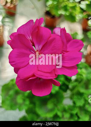 Une belle géraniums fleurit en plein air Geranium dans le jardin Banque D'Images