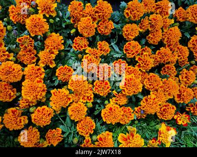 Une belle marigold fleurs en plein air Marigolds dans le jardin Banque D'Images