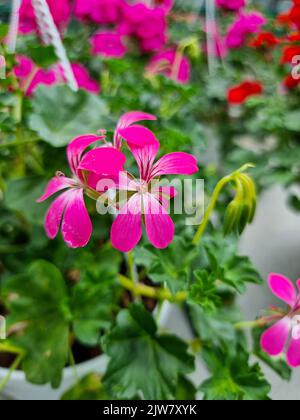 Une belle géraniums fleurit en plein air Geranium dans le jardin Banque D'Images