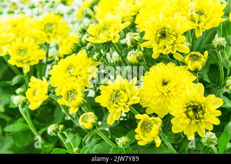 Fleurs de Chrysanthemum jaune gros plan Banque D'Images