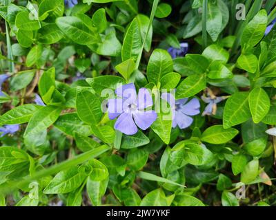 Un beau Periwinkle fleurs en plein air periwinkles dans le jardin Banque D'Images