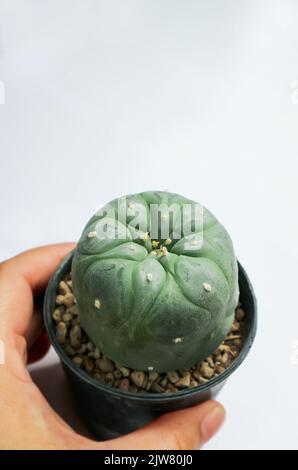 Lophophora fricii ou Peyote cactus ou Lophora williamsii , Peyote Lophophora williamsii ou cactus ou succulent Banque D'Images