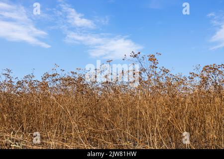 champ de plantes de coriandre mûres et ciel bleu sur le fond Banque D'Images