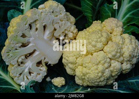 Chou-fleur blanc Brassica oleracea légume sain fraîchement récolté dans la vieille terre à côté de Hambourg Banque D'Images