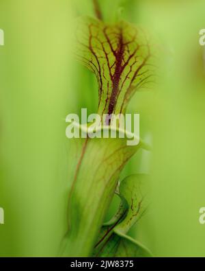 La belle et mortelle Sarracenia trompette usine de pichet. Vous ne voulez pas être un bogue autour d'une de ces plantes carnivores. Banque D'Images