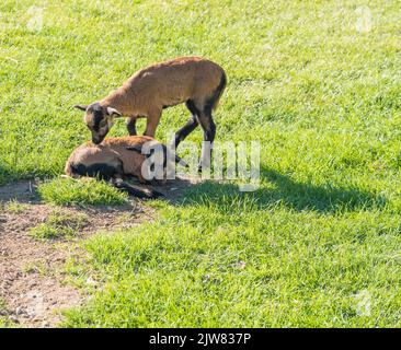 Deux adorables agneaux de moutons camerounais, le mouton nain camerounais joue sur le pâturage d'herbe verte, foyer sélectif Banque D'Images