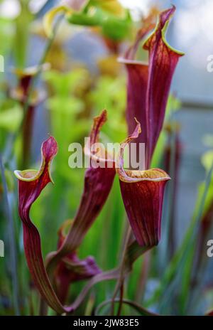 La belle et mortelle Sarracenia trompette usine de pichet. Vous ne voulez pas être un bogue autour d'une de ces plantes carnivores. Banque D'Images