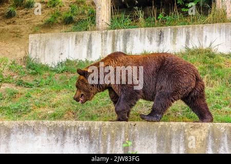 Bear Park dans la ville de Berne. Un ours adulte, symbole officiel du canton de Berne, se promenant à l'intérieur de Bear Pit, l'une des destinations touristiques les plus visitées Banque D'Images