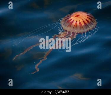 Grande boussole de méduses flottant sur l'alimentation dans le port de Porthleven pendant l'été. Banque D'Images