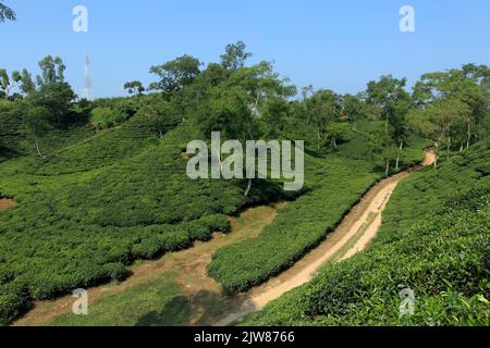 Tea Estate à Sremangal, Sylhet avec une production de plus de 3% de la production mondiale de thé, le Bangladesh est le 12th plus grand pays. Banque D'Images