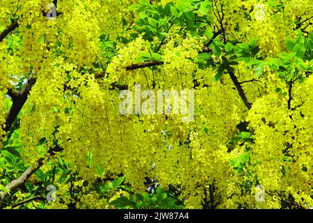 Photo de stock - Blossom jaune de la fistule de Cassia (ou arbre de douche d'or) est le Blooming sur la saison de l'été. Dhaka, Bangladesh Banque D'Images