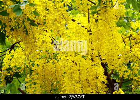 Photo de stock - Blossom jaune de la fistule de Cassia (ou arbre de douche d'or) est le Blooming sur la saison de l'été. Dhaka, Bangladesh Banque D'Images