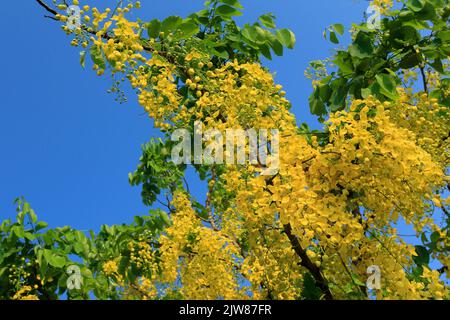 Photo de stock - Blossom jaune de la fistule de Cassia (ou arbre de douche d'or) est le Blooming sur la saison de l'été. Dhaka, Bangladesh Banque D'Images