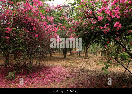 Bonsai de la fleur pourpre de Bougainvillea spectabilis. La bougainvillea, également connue sous le nom de grand bougainvillea, est une espèce de plante à fleurs. Banque D'Images