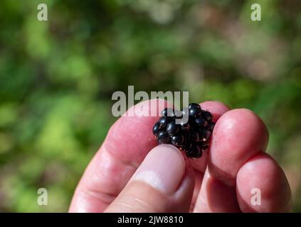 mûre mûre mûre mûre de mûre mûre de mûre de mûre sur fond flou de verdure de forêt Banque D'Images