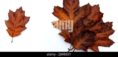 Composition de feuilles de chêne sec multicolores sur fond blanc. Banque D'Images