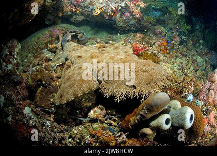 Wobbegong tasselé (Eucrossorhinchus dasypogon), Raja Ampat, Indonésie, Océan Pacifique Banque D'Images