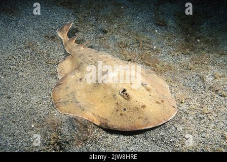 Ler Electric Ray (Narcine bancroftii), îles Caïmans, Caraïbes Banque D'Images