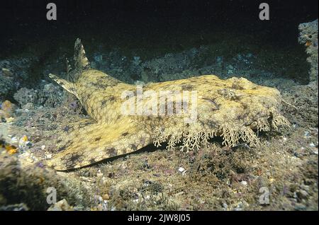 Wobbegong tasselé (Eucrossorhinchus dasypogon), Raja Ampat, Indonésie, Océan Pacifique Banque D'Images