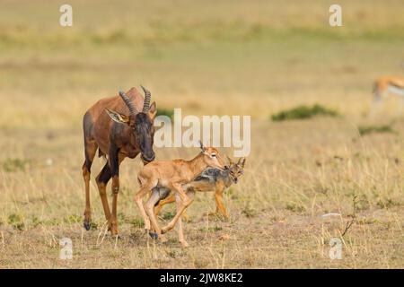 Une mère et un bébé Topi (Damaliscus lunatus) essayer de repousser l'attaque d'une paire de Jackals à dos noir (Canis mesomelas) essayant de prendre l'offspri Banque D'Images