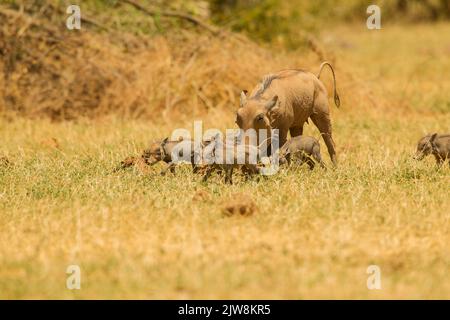 Parthog commun (Phacochoerus africanus) avec la progéniture Banque D'Images