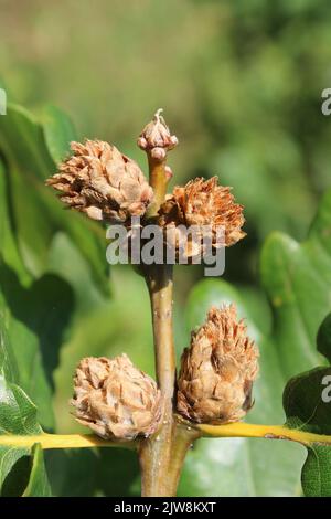 Chêne Artichaut galls causés par le guêpe de Gall Andricus fecundator Banque D'Images